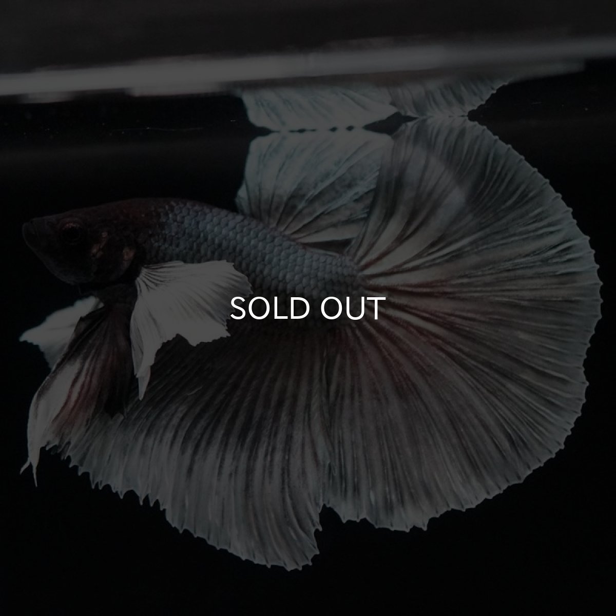 画像3: HMダンボ　カッパー (3)