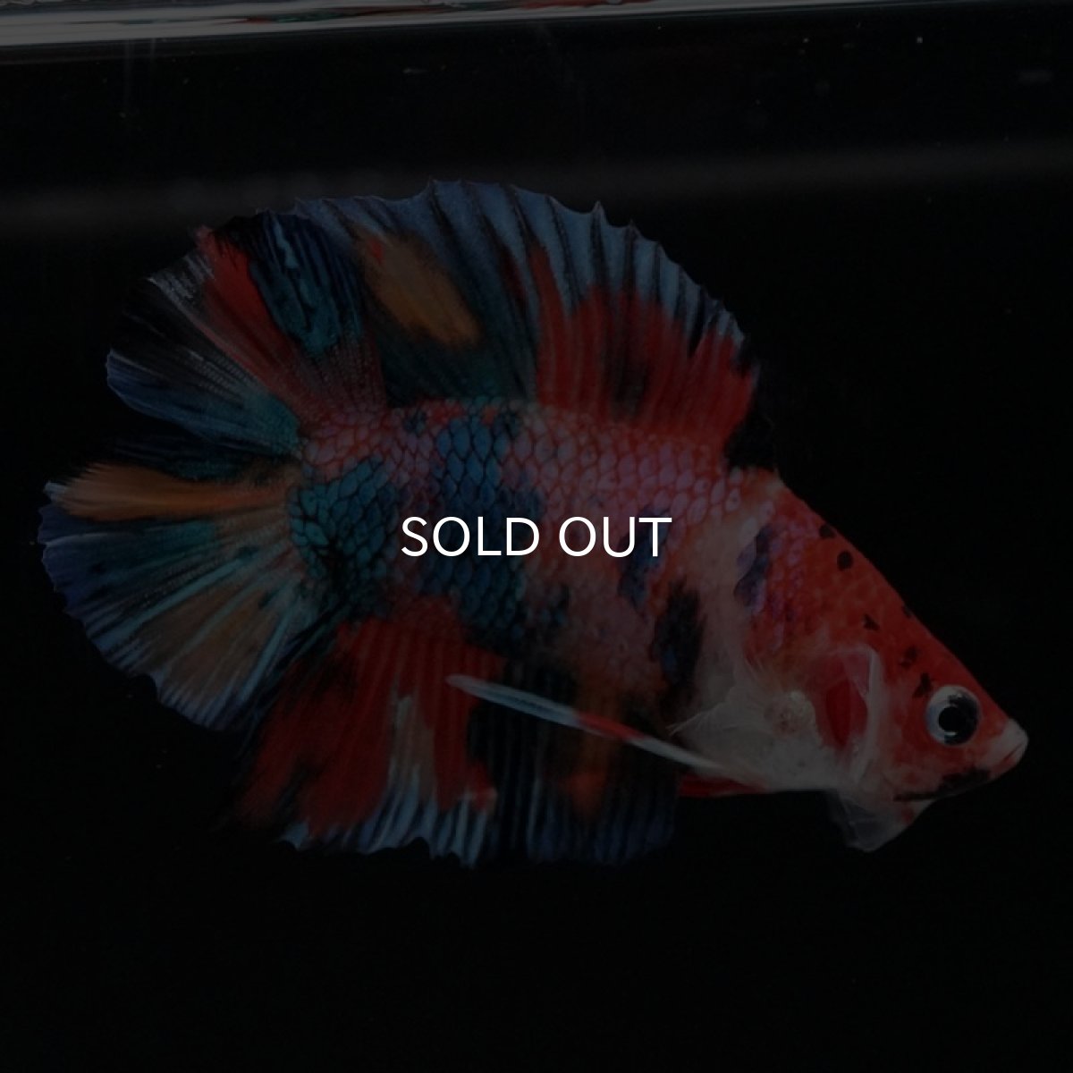 画像2: DTPK　キャンディギャラクシー (2)