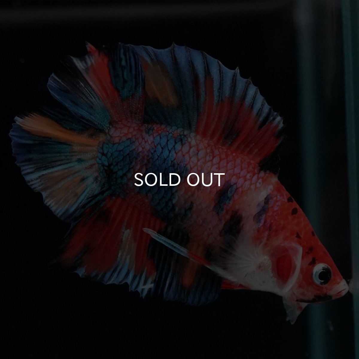 画像6: DTPK　キャンディギャラクシー (6)