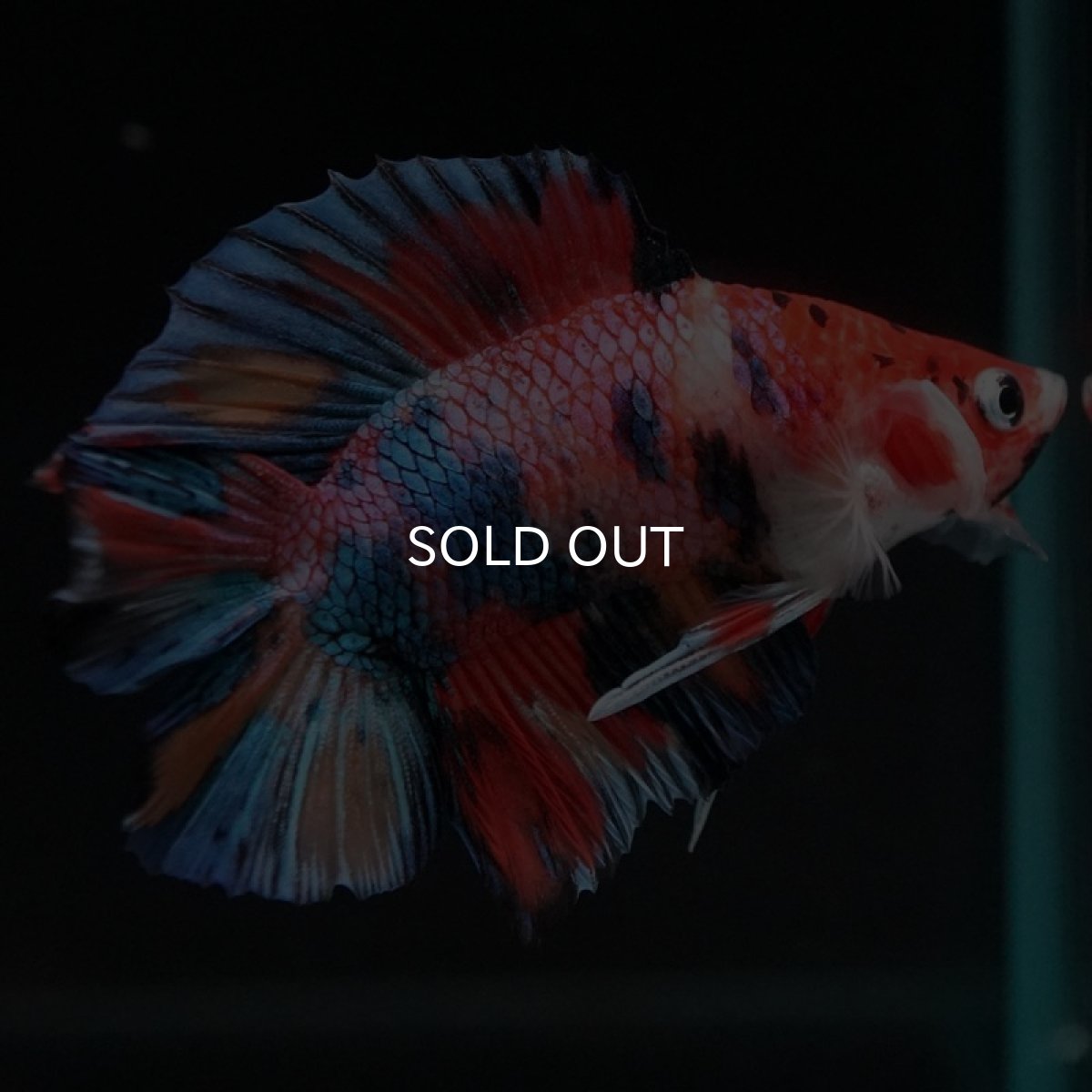 画像4: DTPK　キャンディギャラクシー (4)