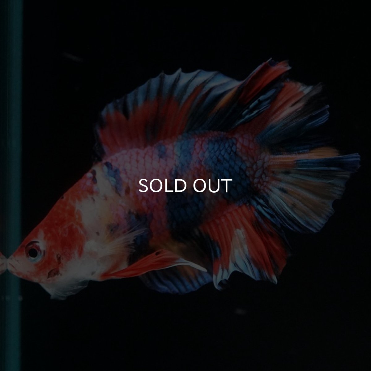 画像3: DTPK　キャンディギャラクシー (3)