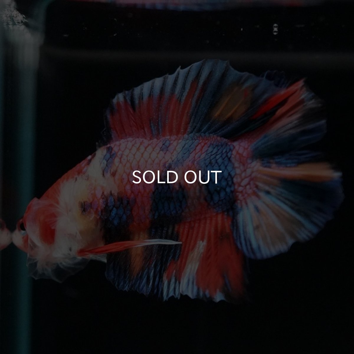 画像5: DTPK　キャンディギャラクシー (5)