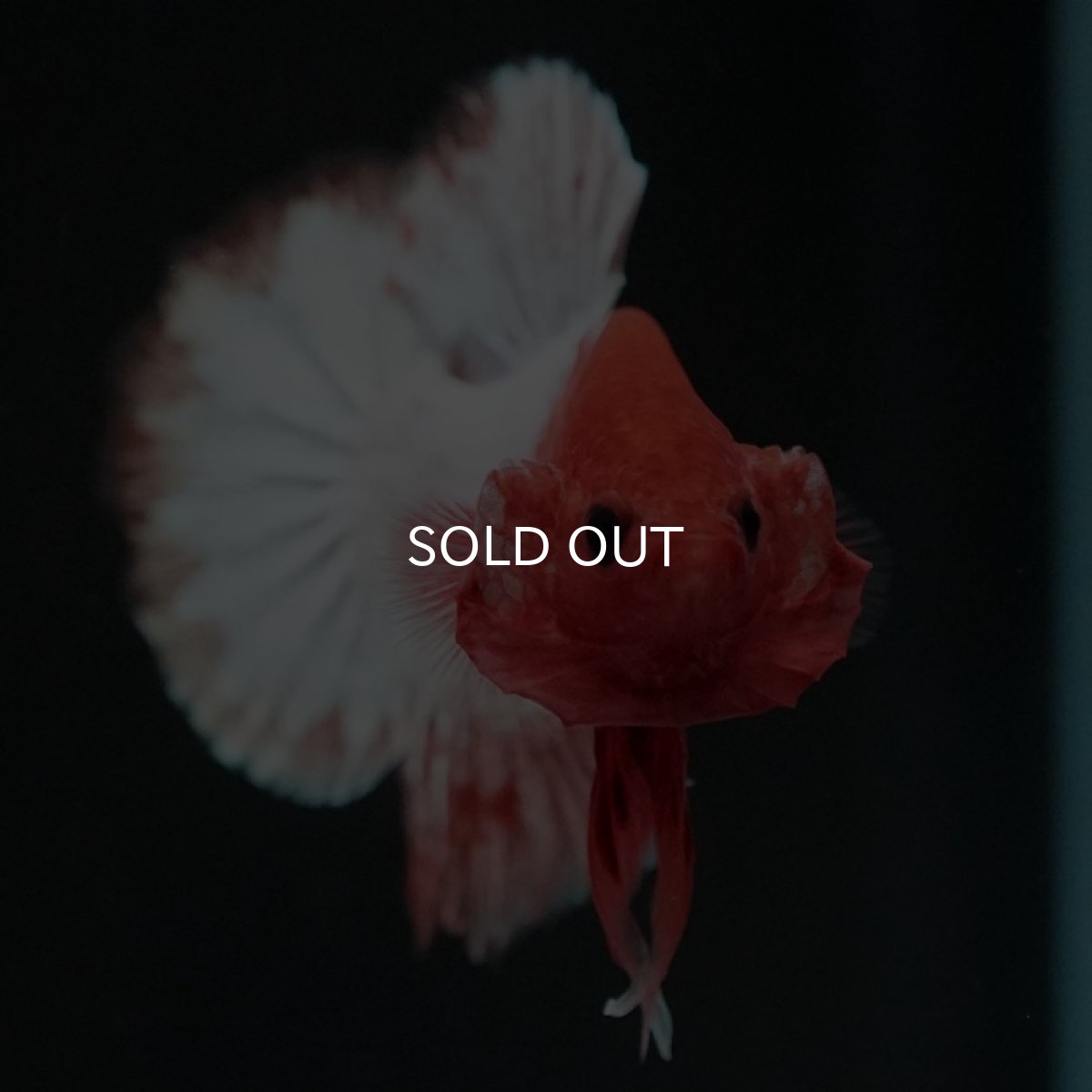 画像7: HMPK　ファンシーオレンジ　ホワイトスケール (7)