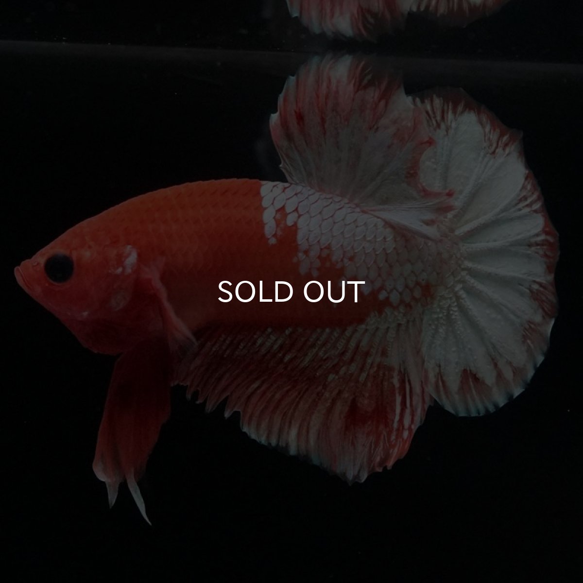 画像6: HMPK　ファンシーオレンジ　ホワイトスケール (6)