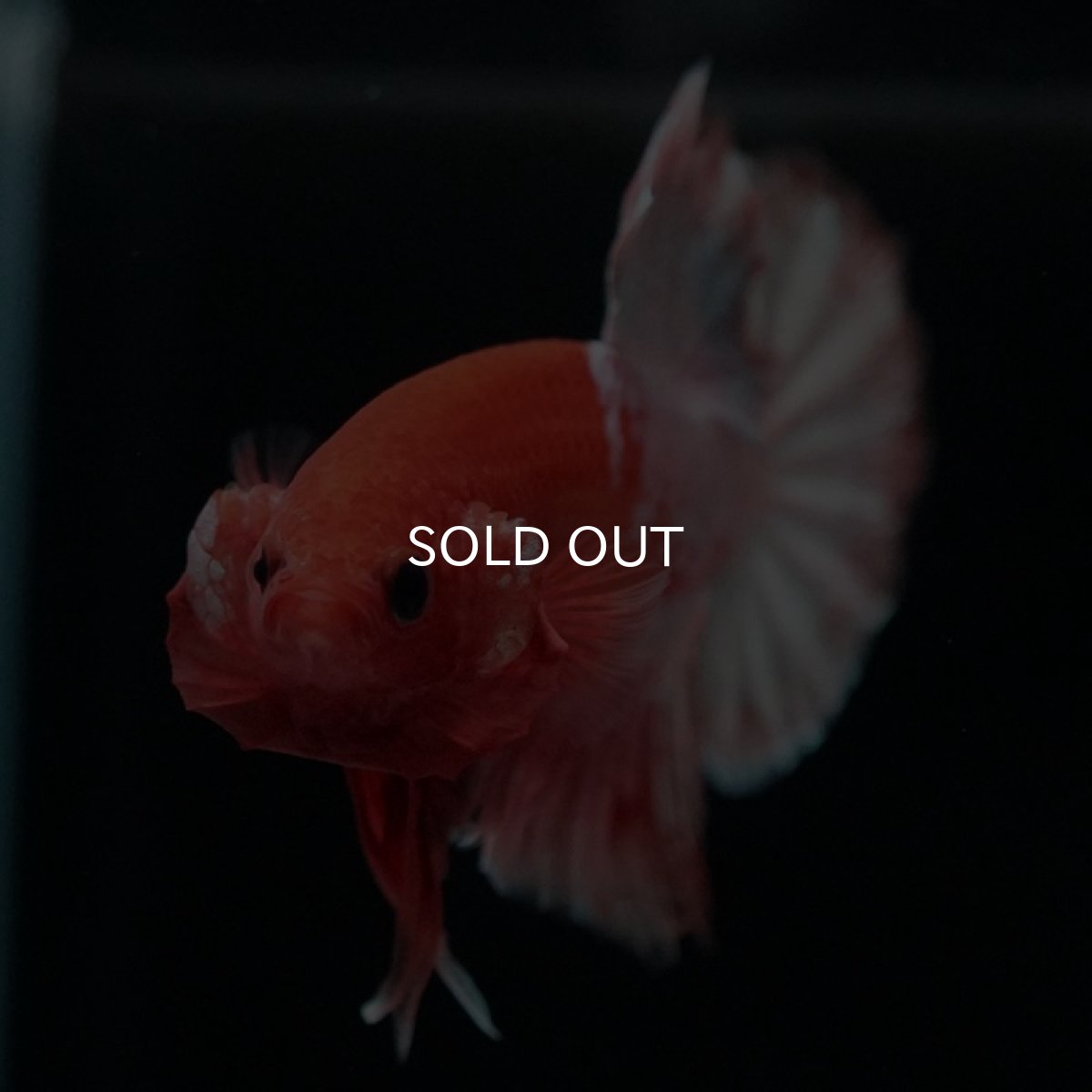 画像3: HMPK　ファンシーオレンジ　ホワイトスケール (3)