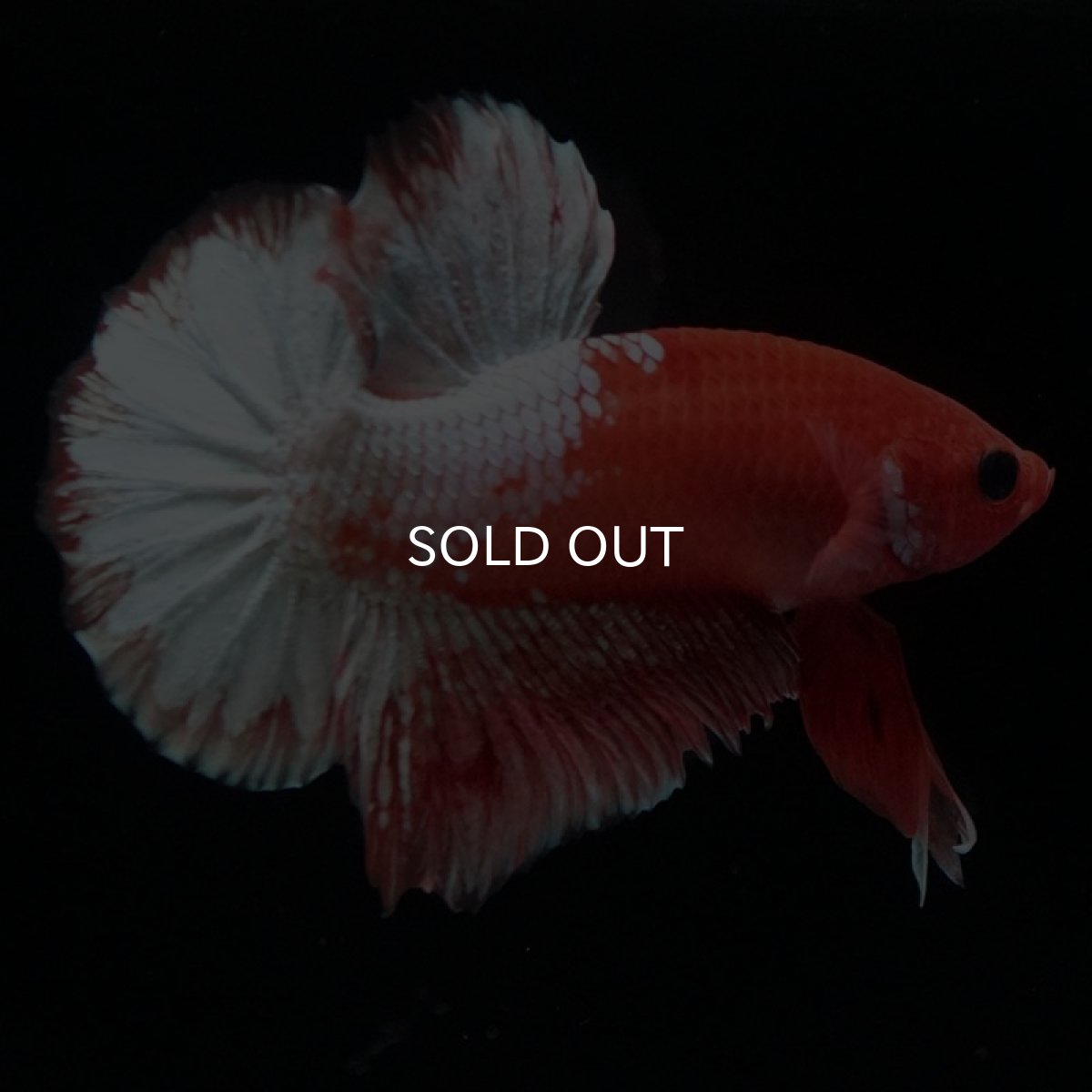 画像5: HMPK　ファンシーオレンジ　ホワイトスケール (5)