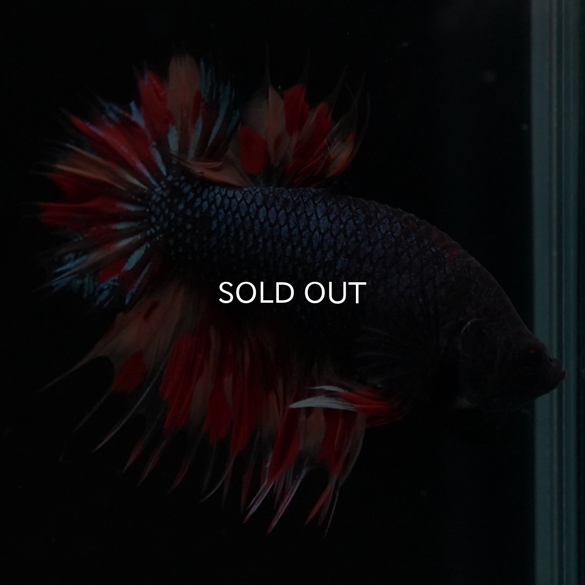 画像11: CTPK ブラックキャンディ (11)