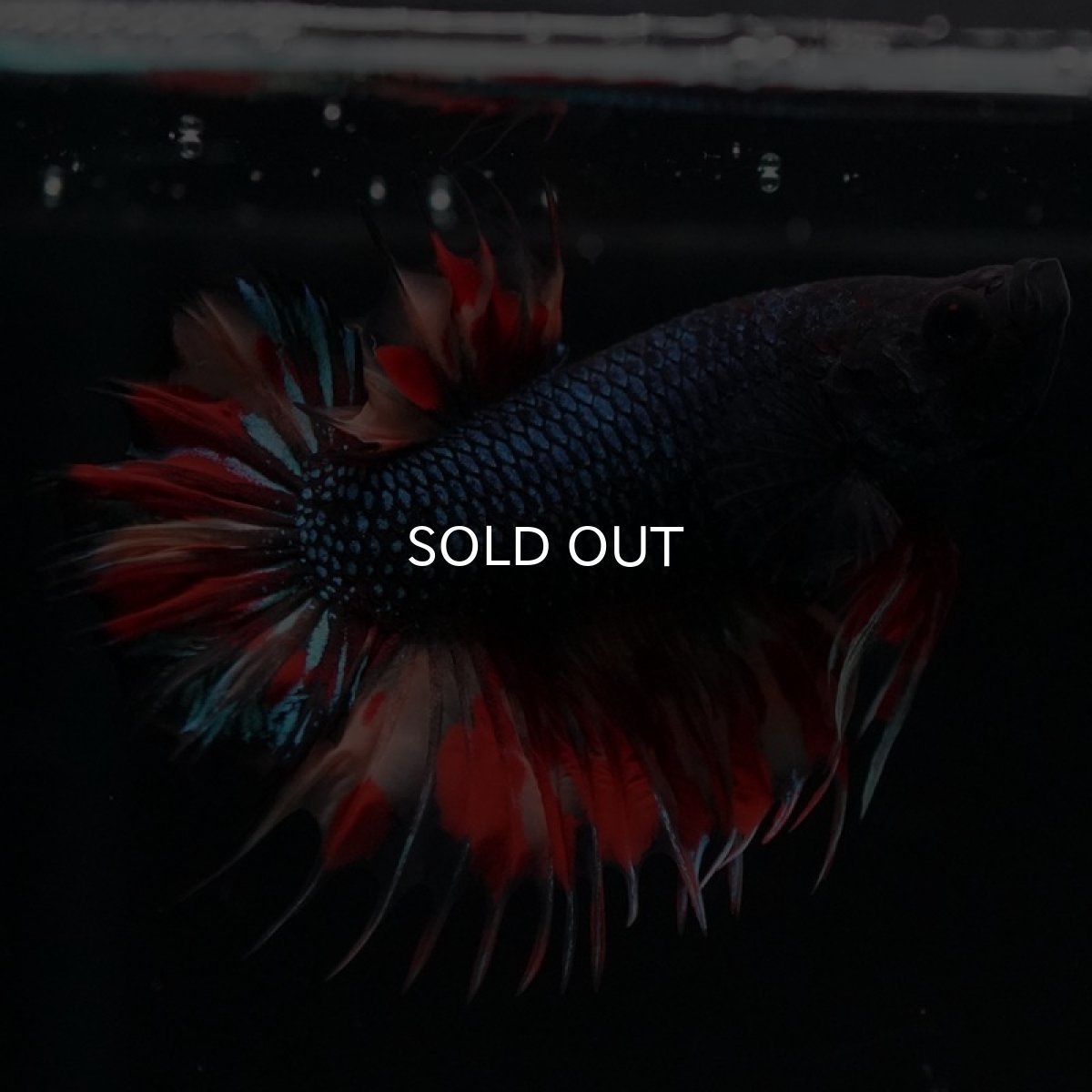 画像9: CTPK ブラックキャンディ (9)