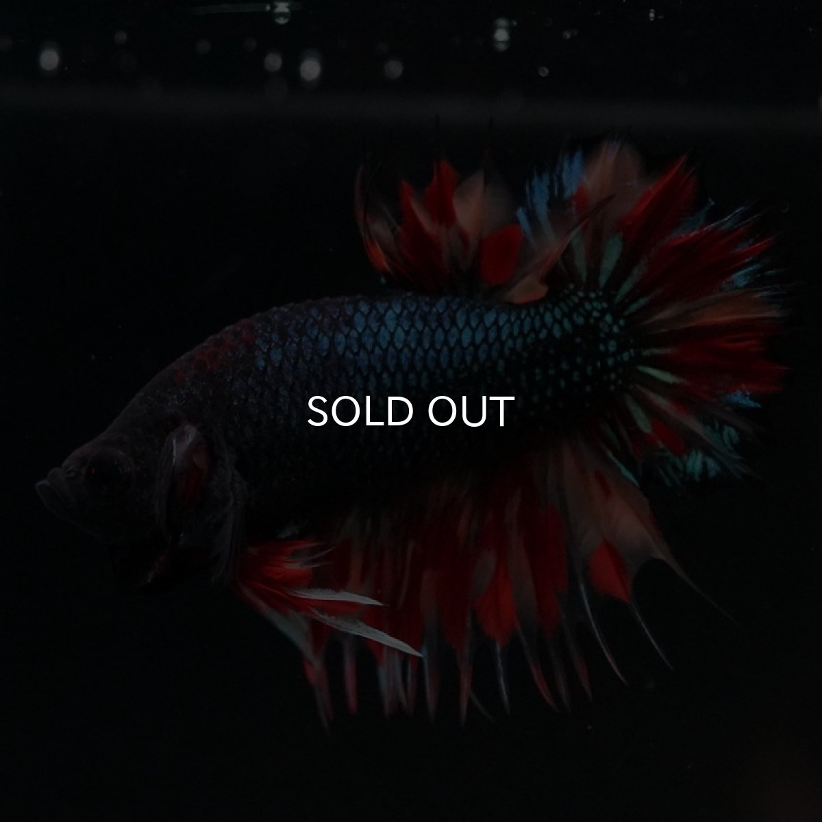 画像4: CTPK ブラックキャンディ (4)