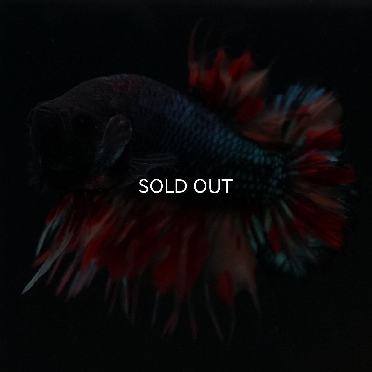 画像2: CTPK ブラックキャンディ (2)