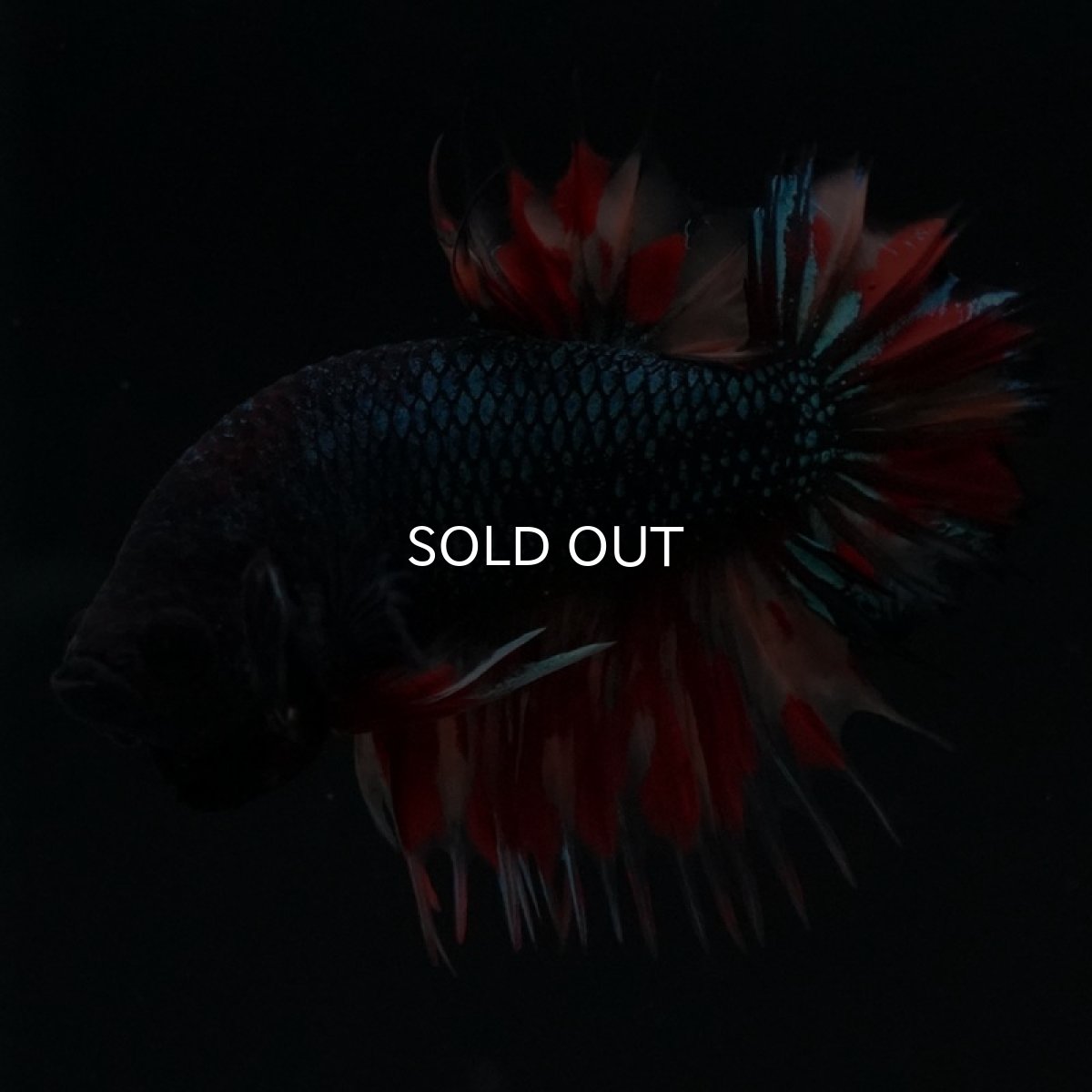 画像10: CTPK ブラックキャンディ (10)