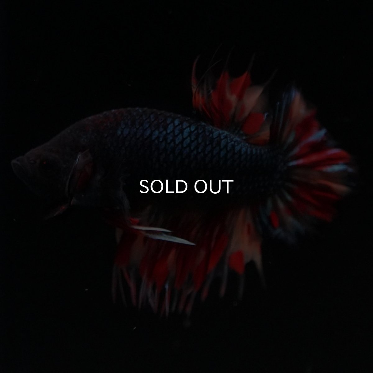 画像8: CTPK ブラックキャンディ (8)