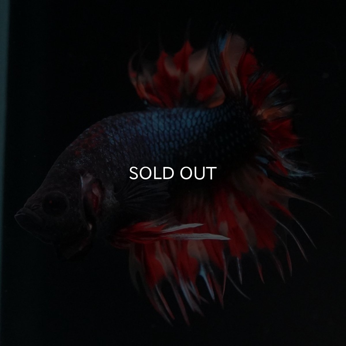 画像6: CTPK ブラックキャンディ (6)