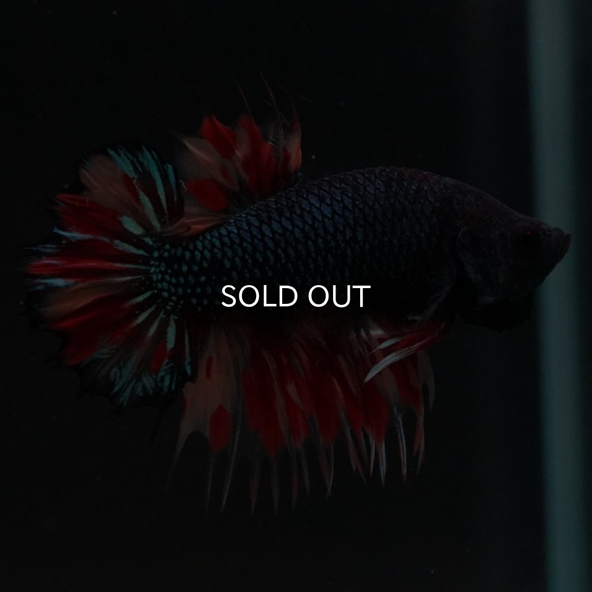 画像7: CTPK ブラックキャンディ (7)