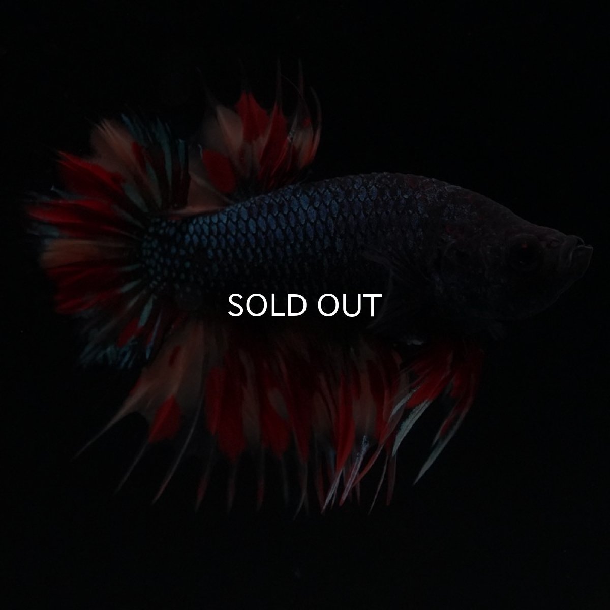 画像3: CTPK ブラックキャンディ (3)