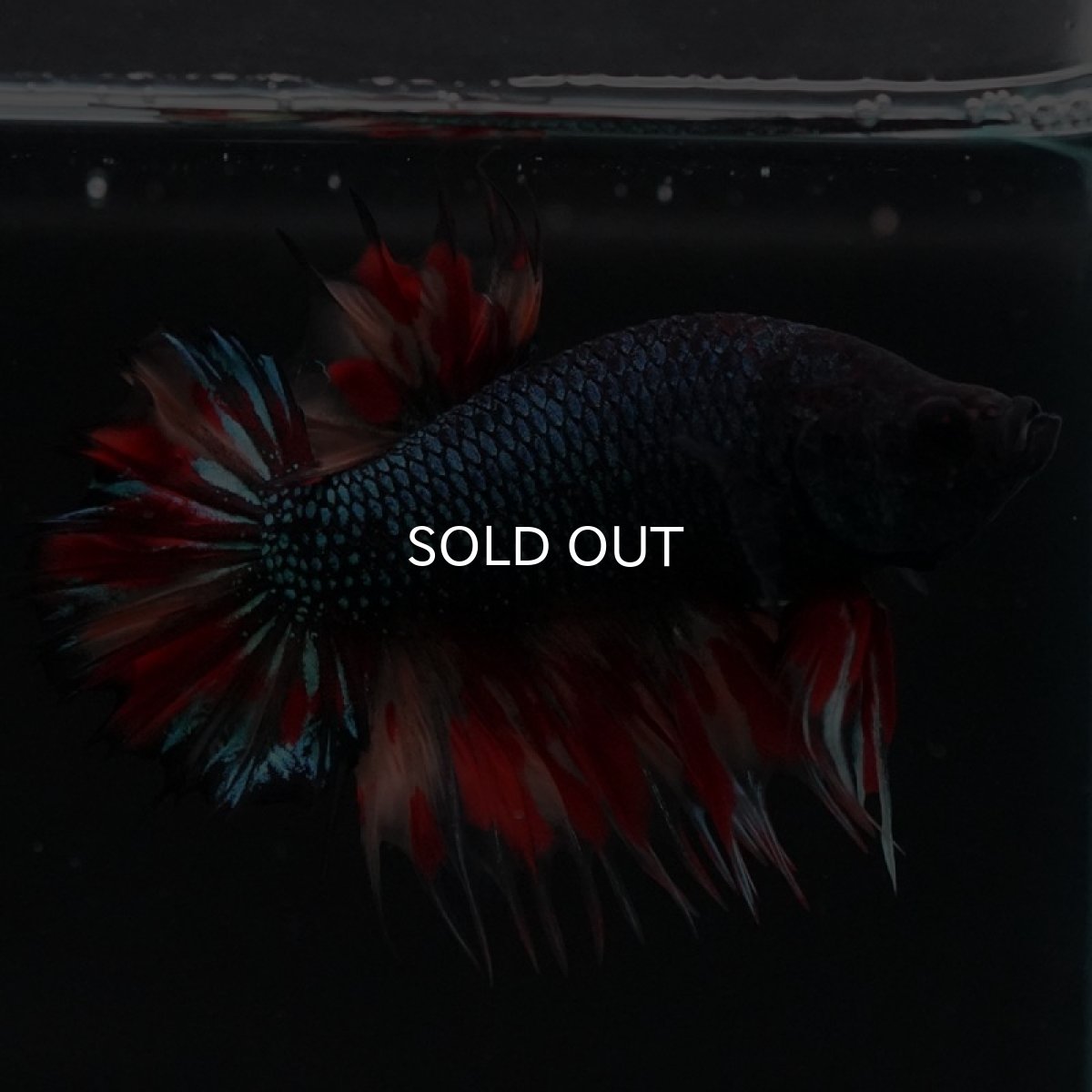 画像5: CTPK ブラックキャンディ (5)