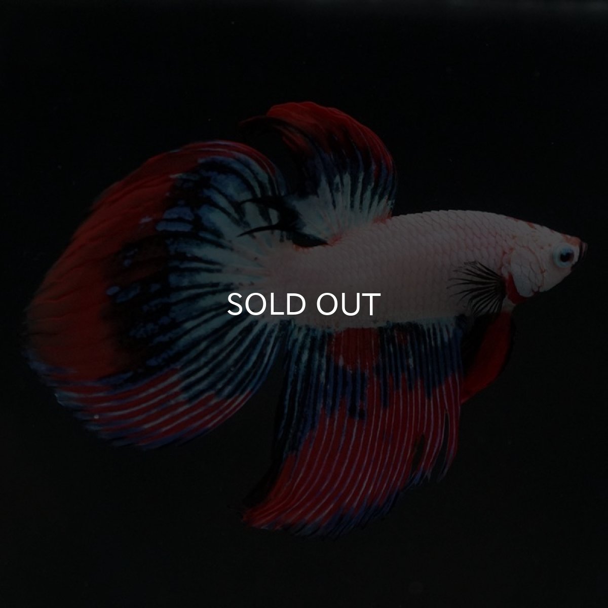 画像6: VT ホワイトファンシー (6)