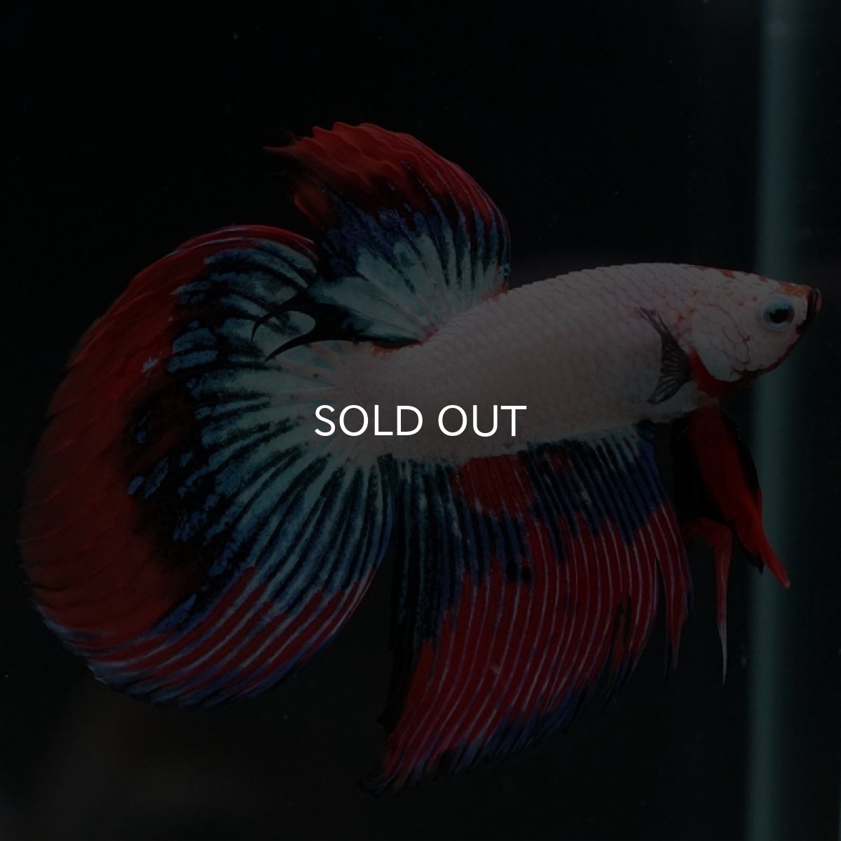 画像2: VT ホワイトファンシー (2)