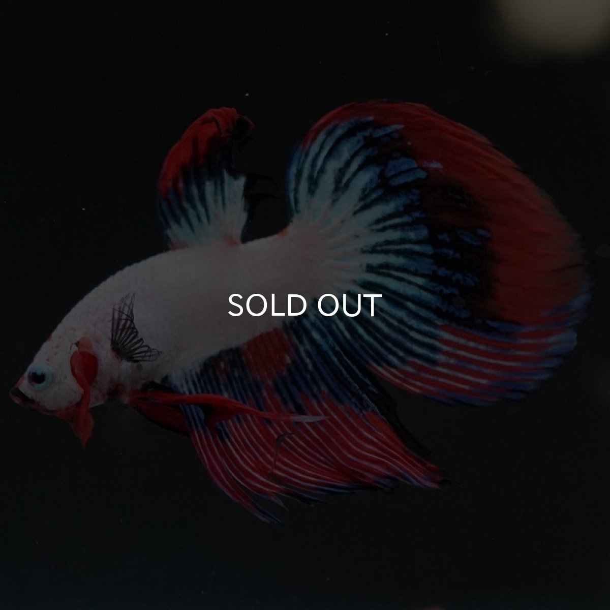 画像8: VT ホワイトファンシー (8)