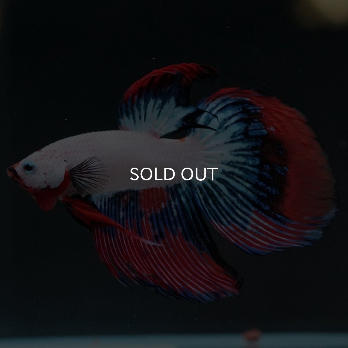 画像7: VT ホワイトファンシー (7)