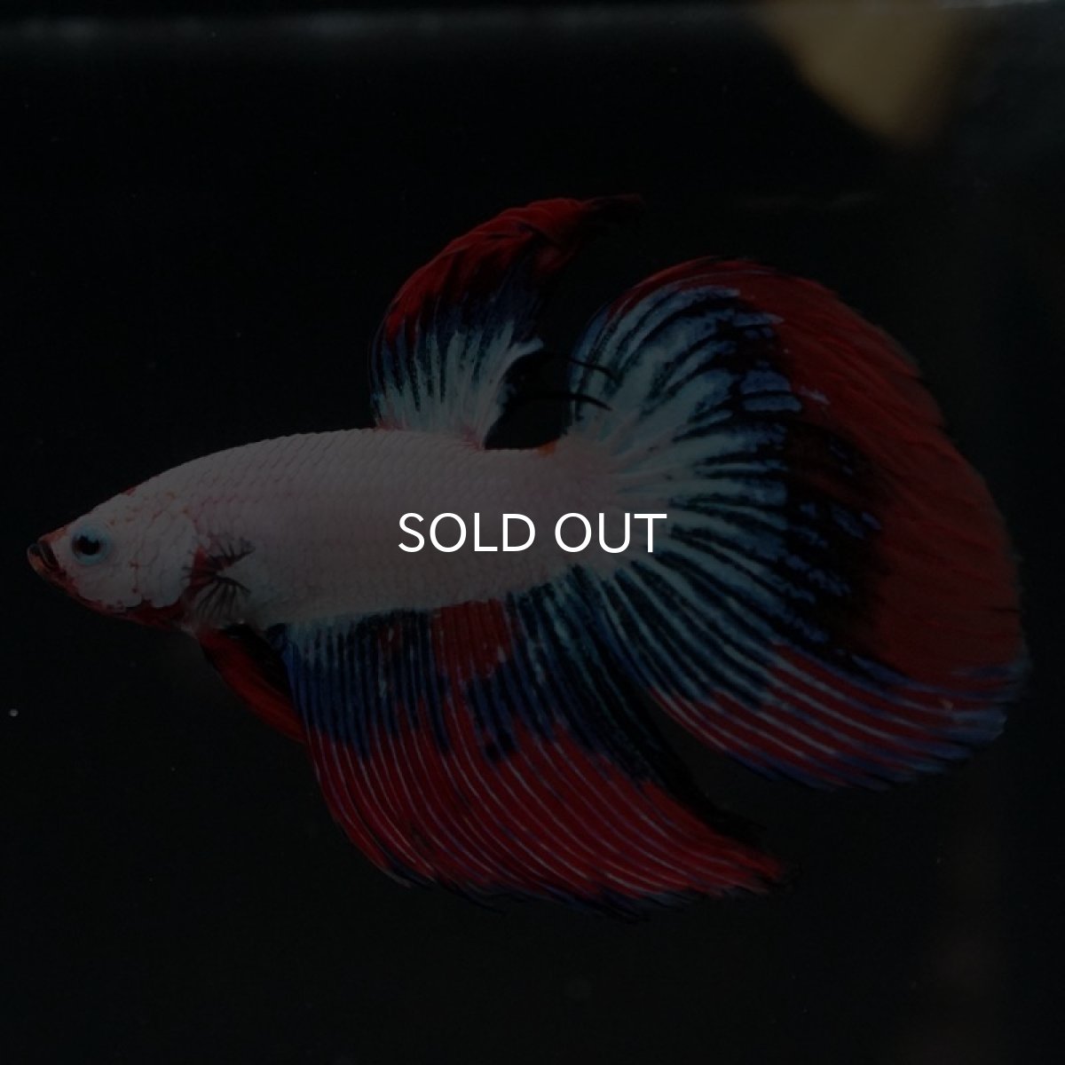 画像5: VT ホワイトファンシー (5)