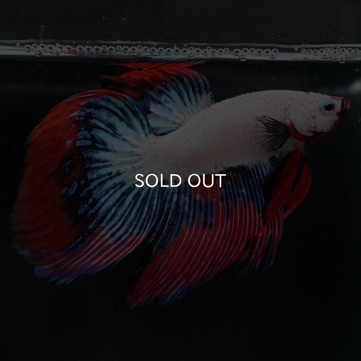 画像4: VT ホワイトファンシー (4)