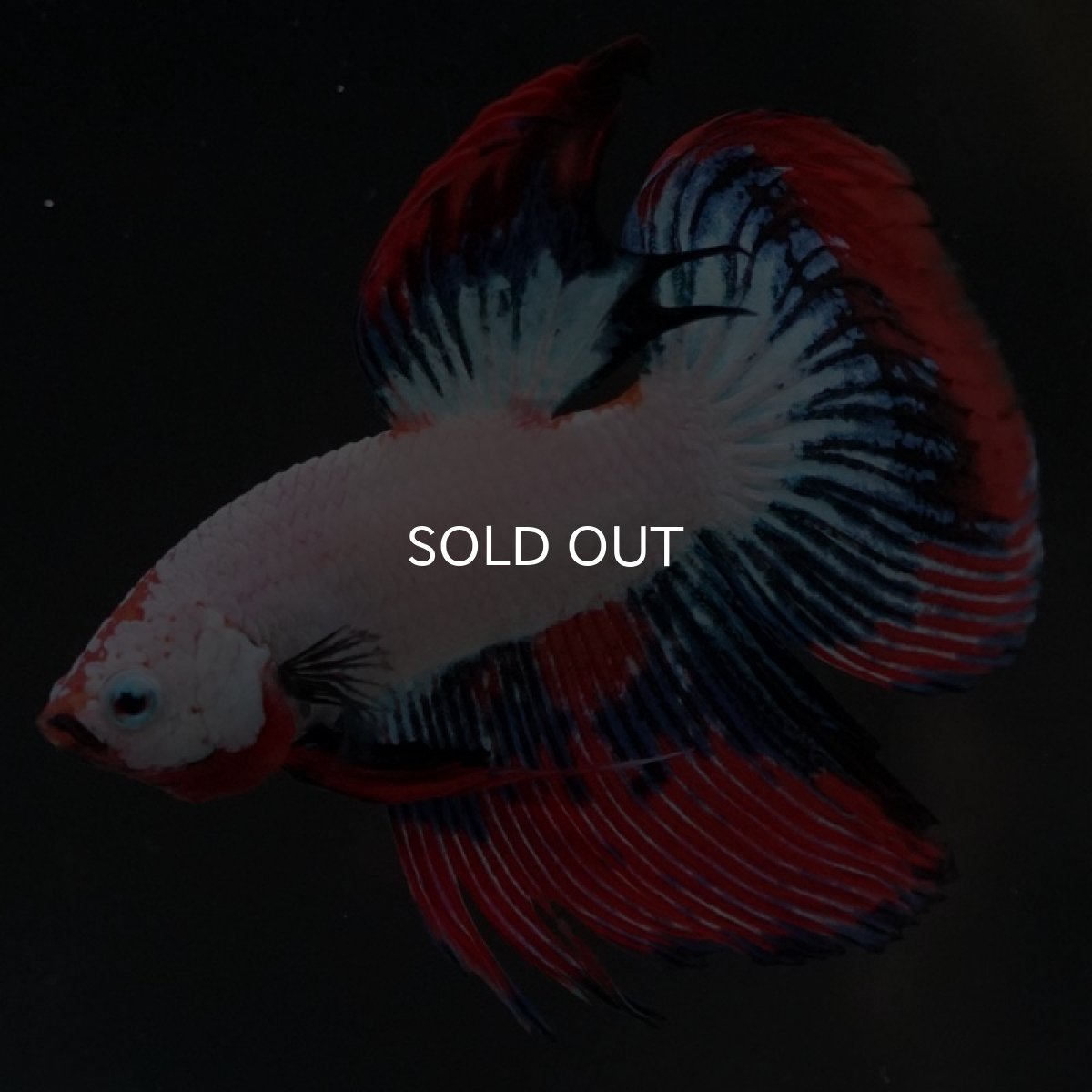 画像3: VT ホワイトファンシー (3)