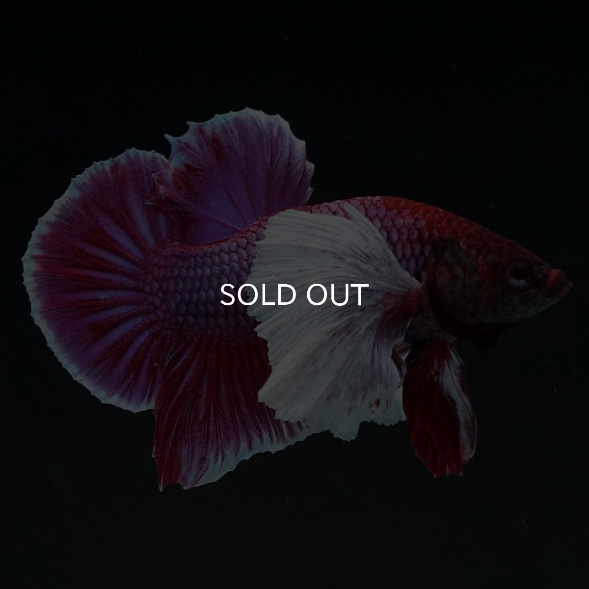 画像7: HMPKダンボ　ラベンダー (7)