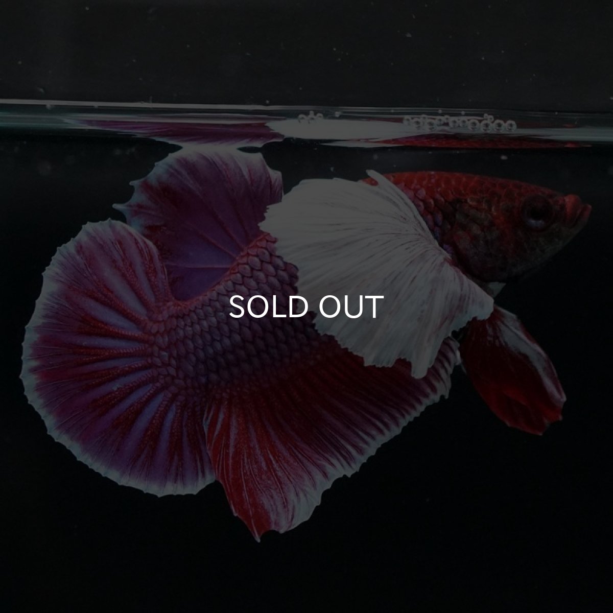 画像5: HMPKダンボ　ラベンダー (5)