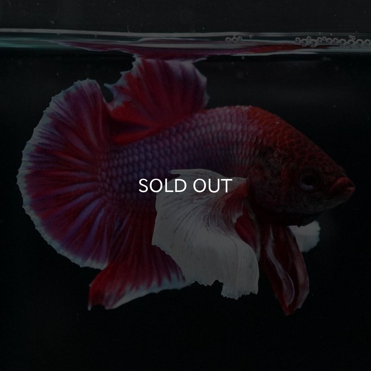 画像3: HMPKダンボ　ラベンダー (3)