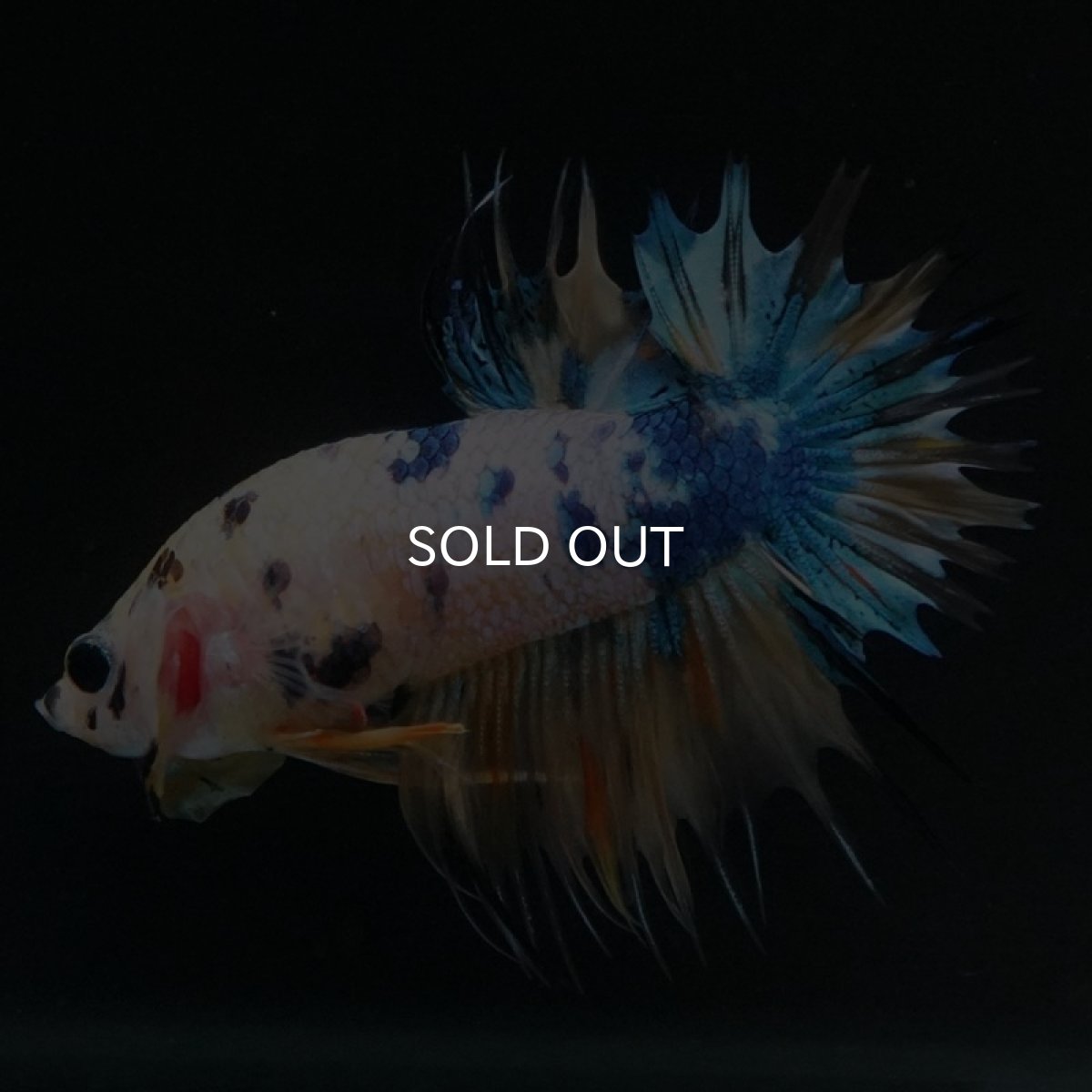 画像8: CTPK イエロータイガーギャラクシー (8)