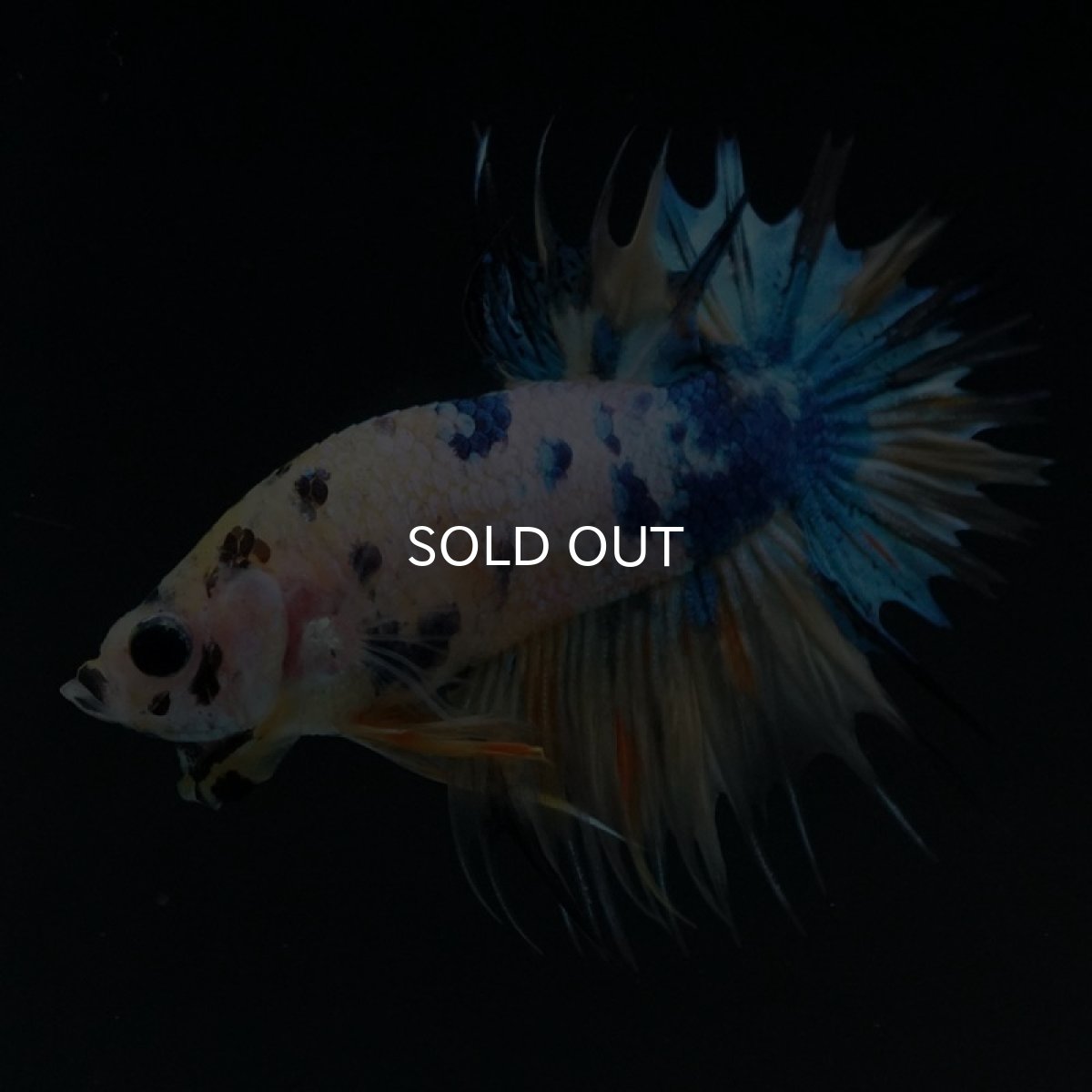 画像7: CTPK イエロータイガーギャラクシー (7)