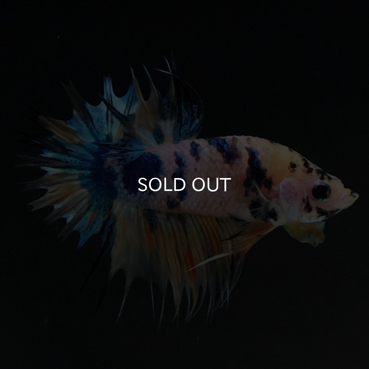 画像5: CTPK イエロータイガーギャラクシー (5)