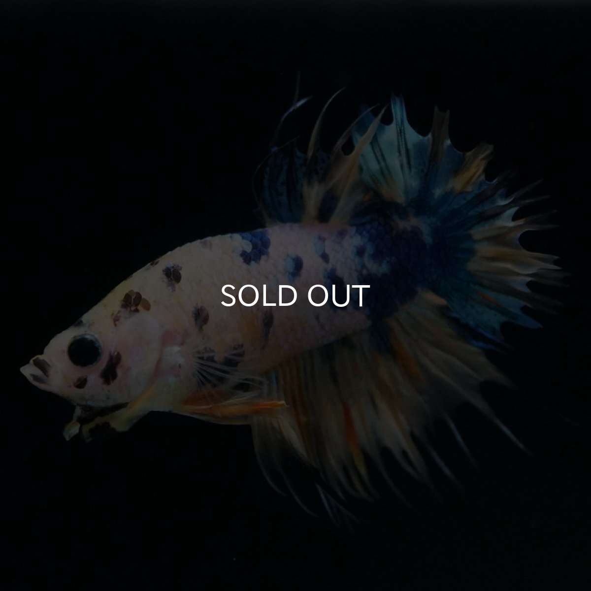 画像6: CTPK イエロータイガーギャラクシー (6)