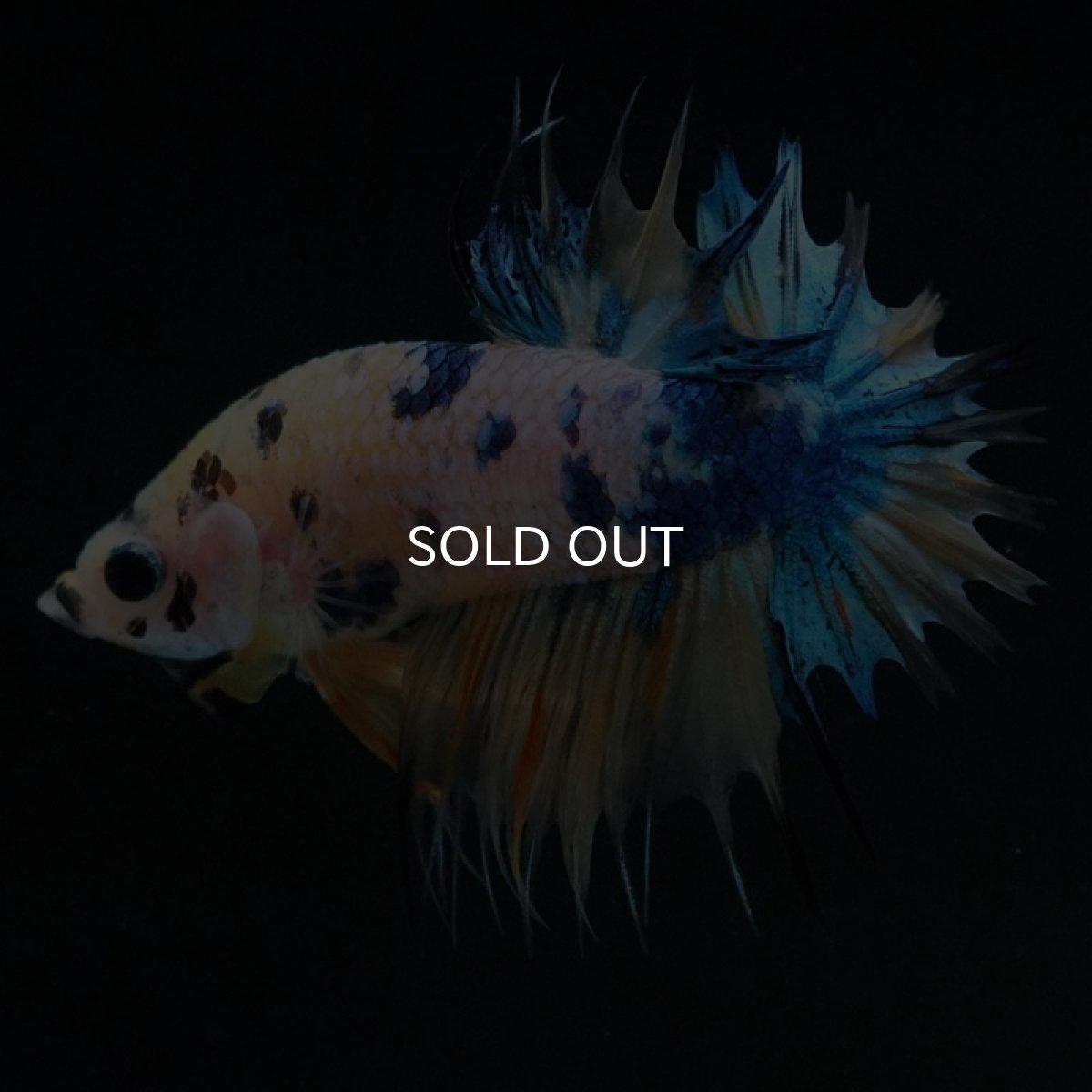 画像2: CTPK イエロータイガーギャラクシー (2)