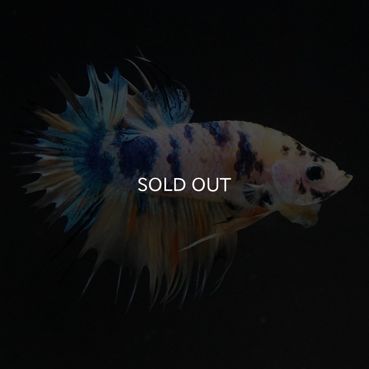 画像3: CTPK イエロータイガーギャラクシー (3)