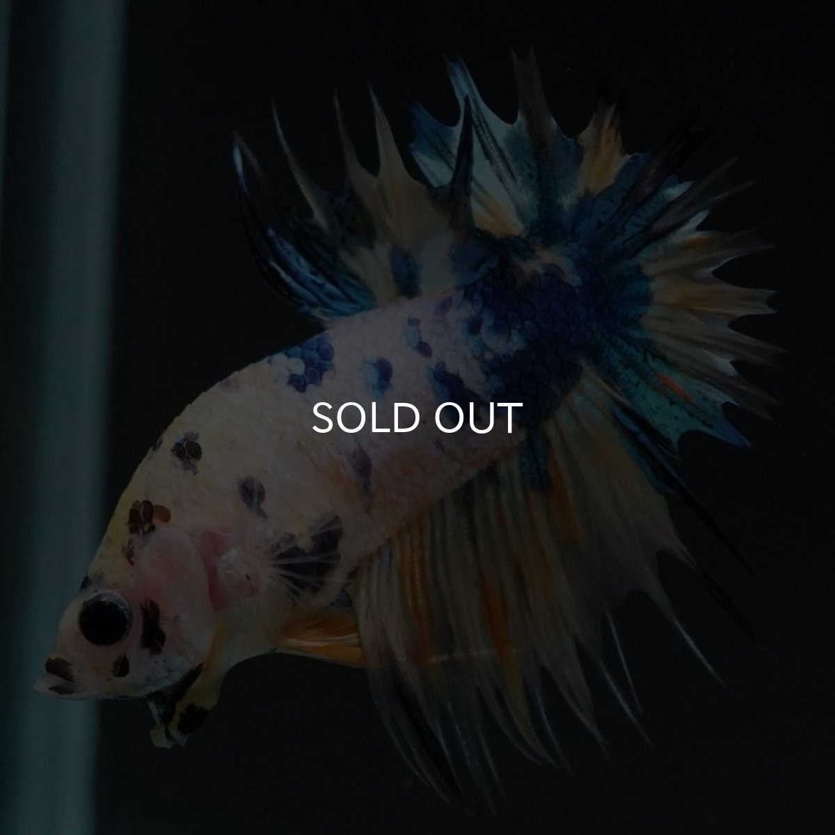 画像4: CTPK イエロータイガーギャラクシー (4)