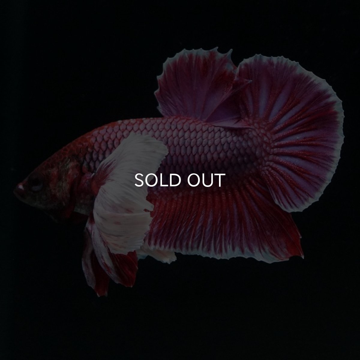 画像2: HMPKダンボ　ラベンダー (2)