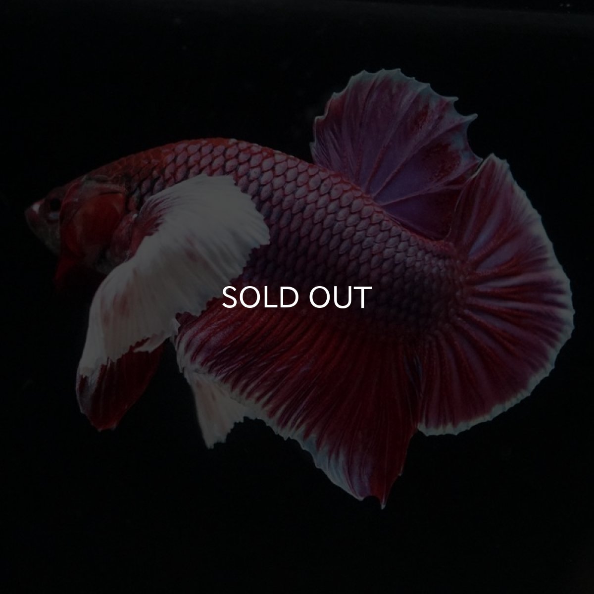 画像4: HMPKダンボ　ラベンダー (4)