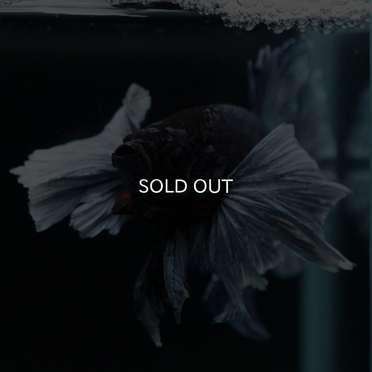 画像5: HMPKダンボ　ブルー (5)