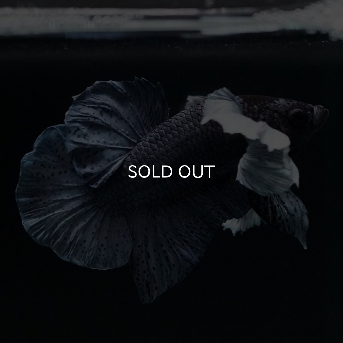 画像3: HMPKダンボ　ブルー (3)