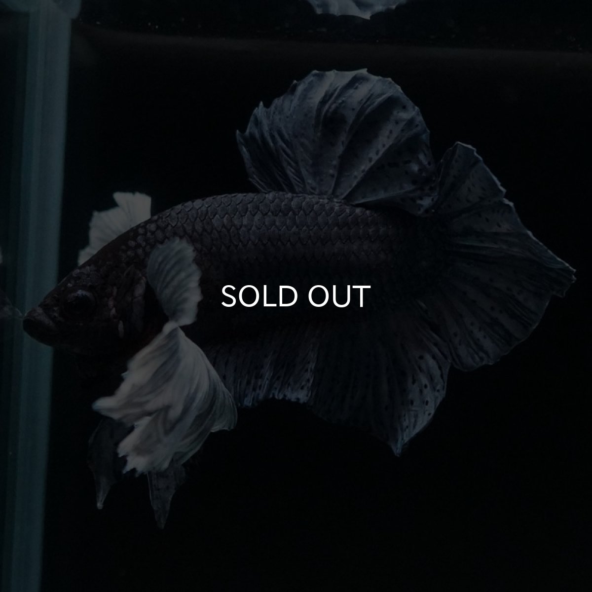 画像7: HMPKダンボ　ブルー (7)