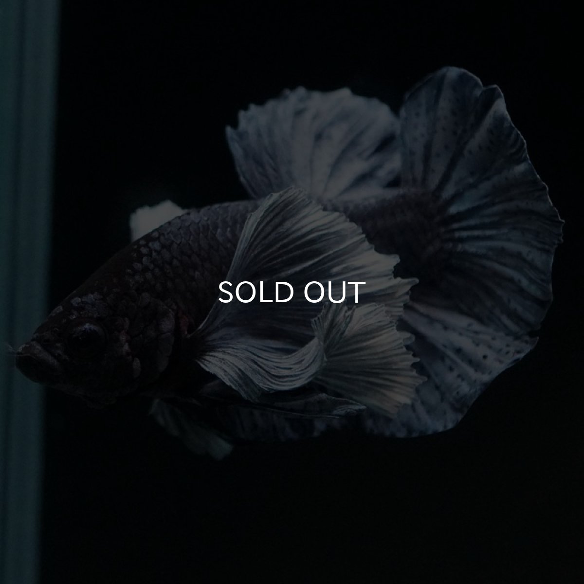 画像6: HMPKダンボ　ブルー (6)