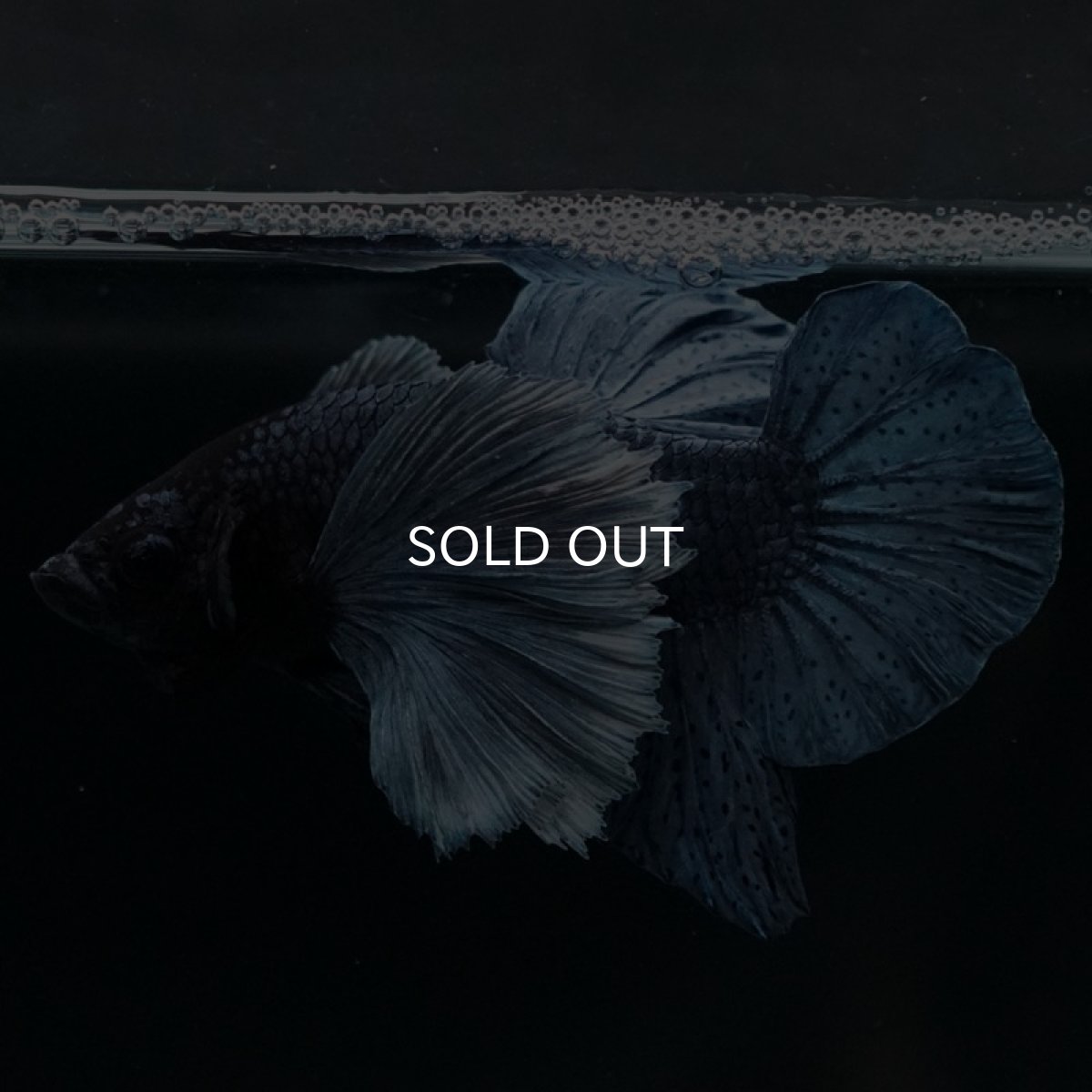 画像4: HMPKダンボ　ブルー (4)