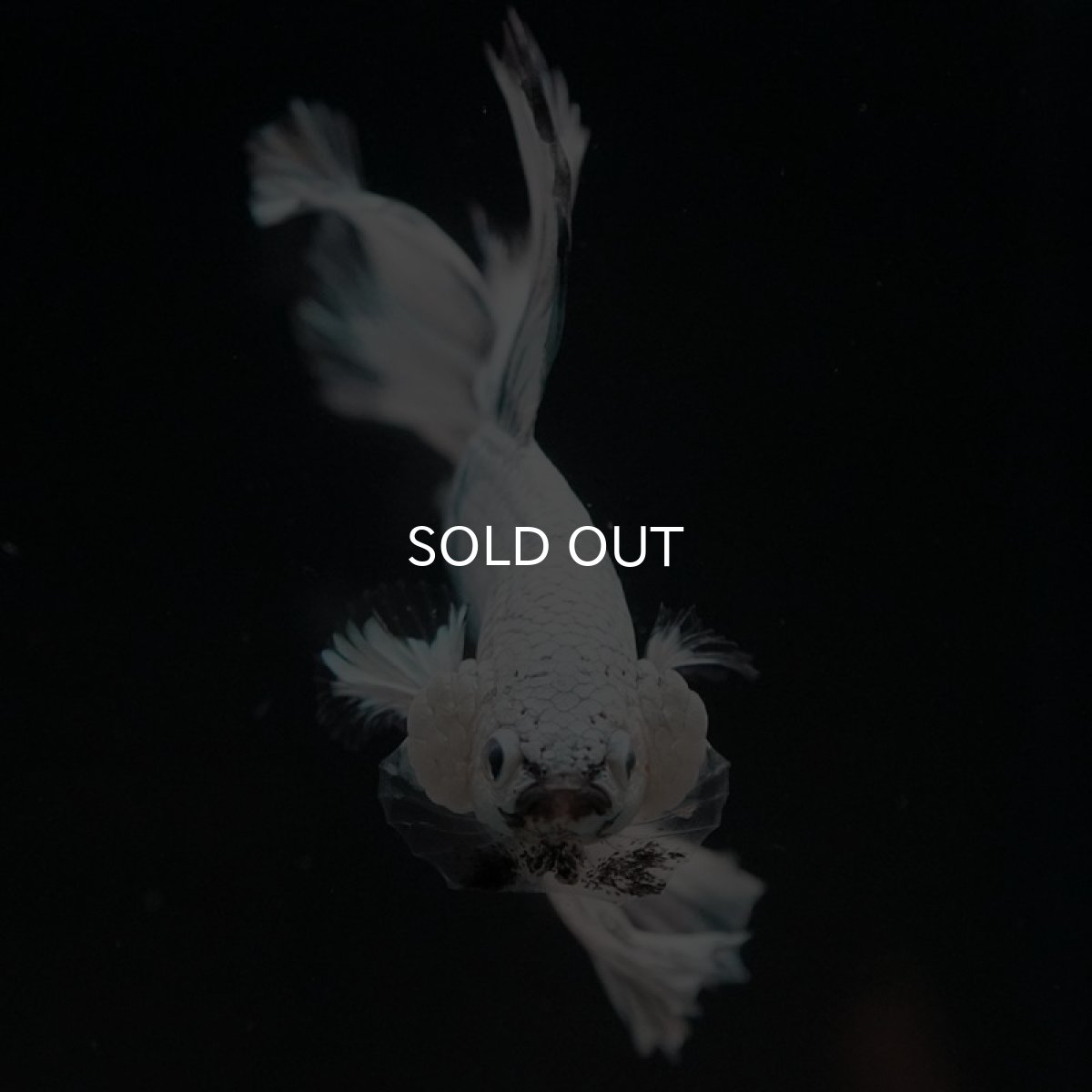 画像4: HM ホワイトファンシー (4)