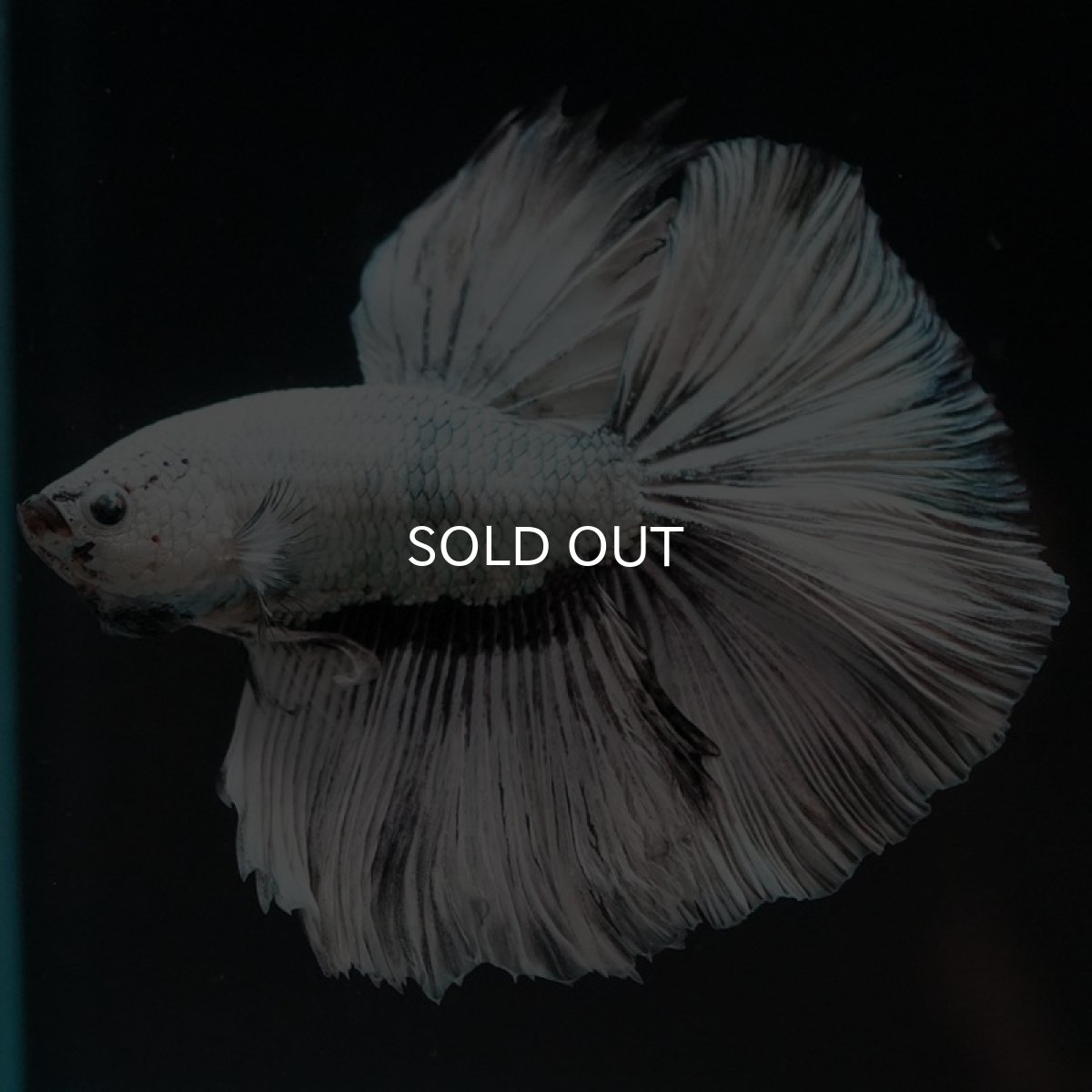 画像5: HM ホワイトファンシー (5)