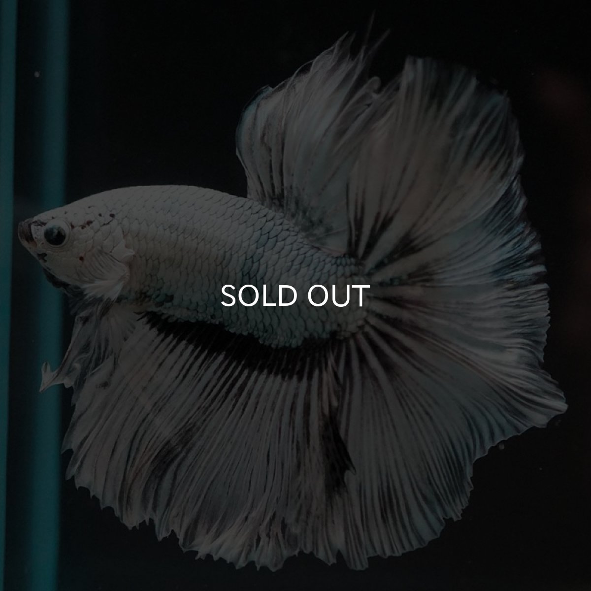 画像2: HM ホワイトファンシー (2)