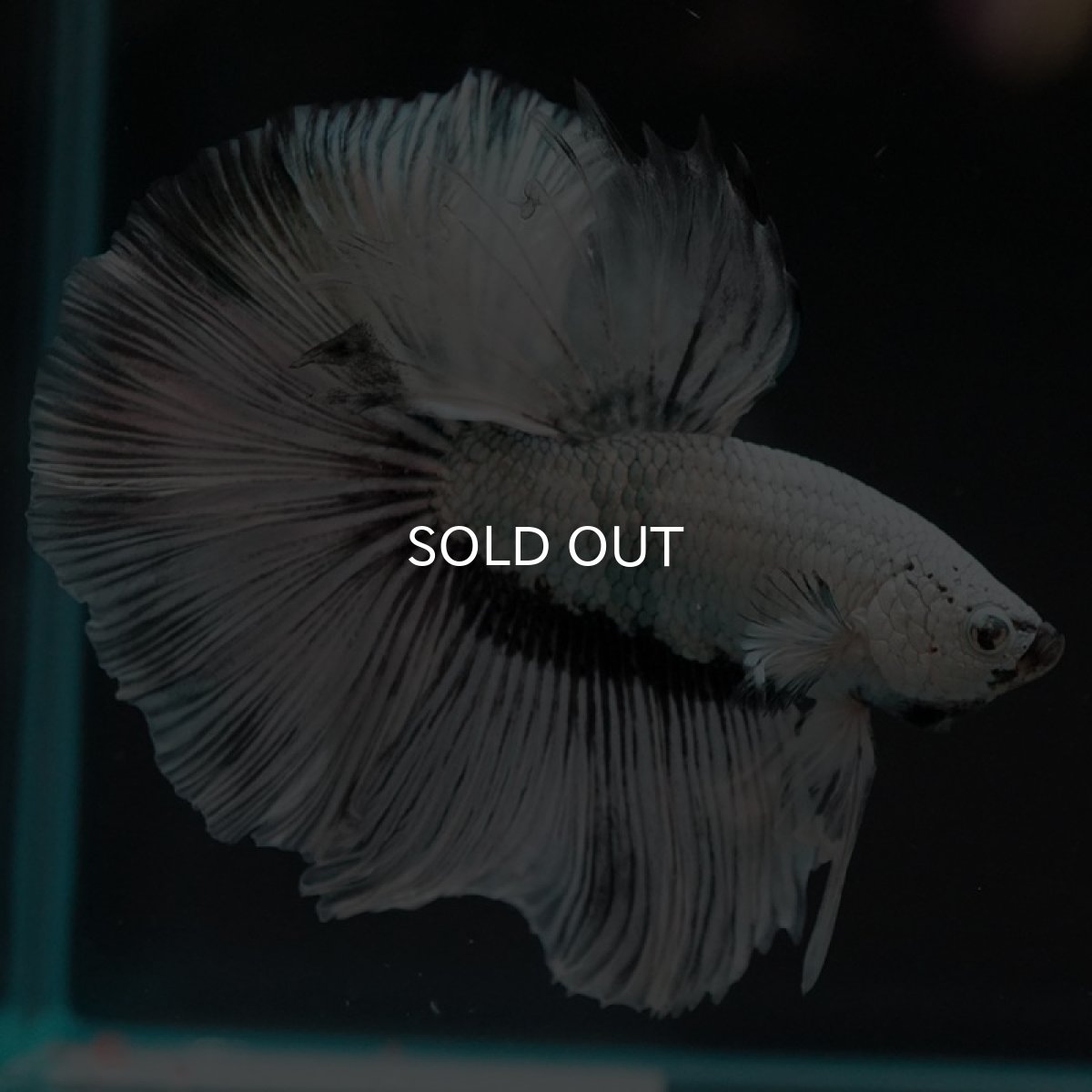 画像7: HM ホワイトファンシー (7)