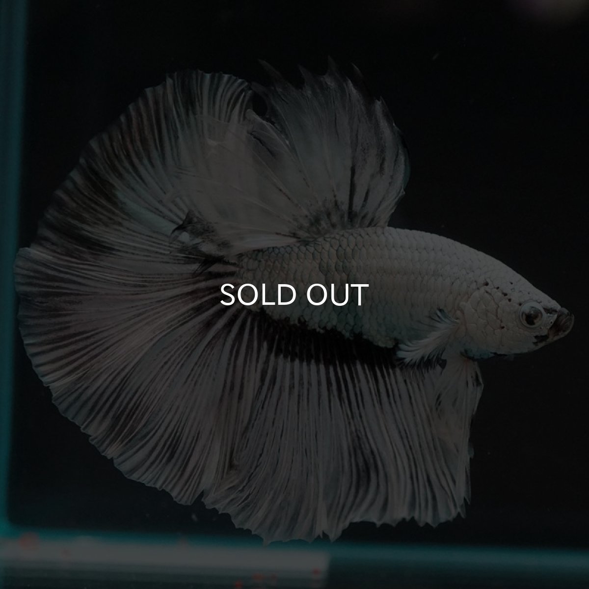 画像6: HM ホワイトファンシー (6)