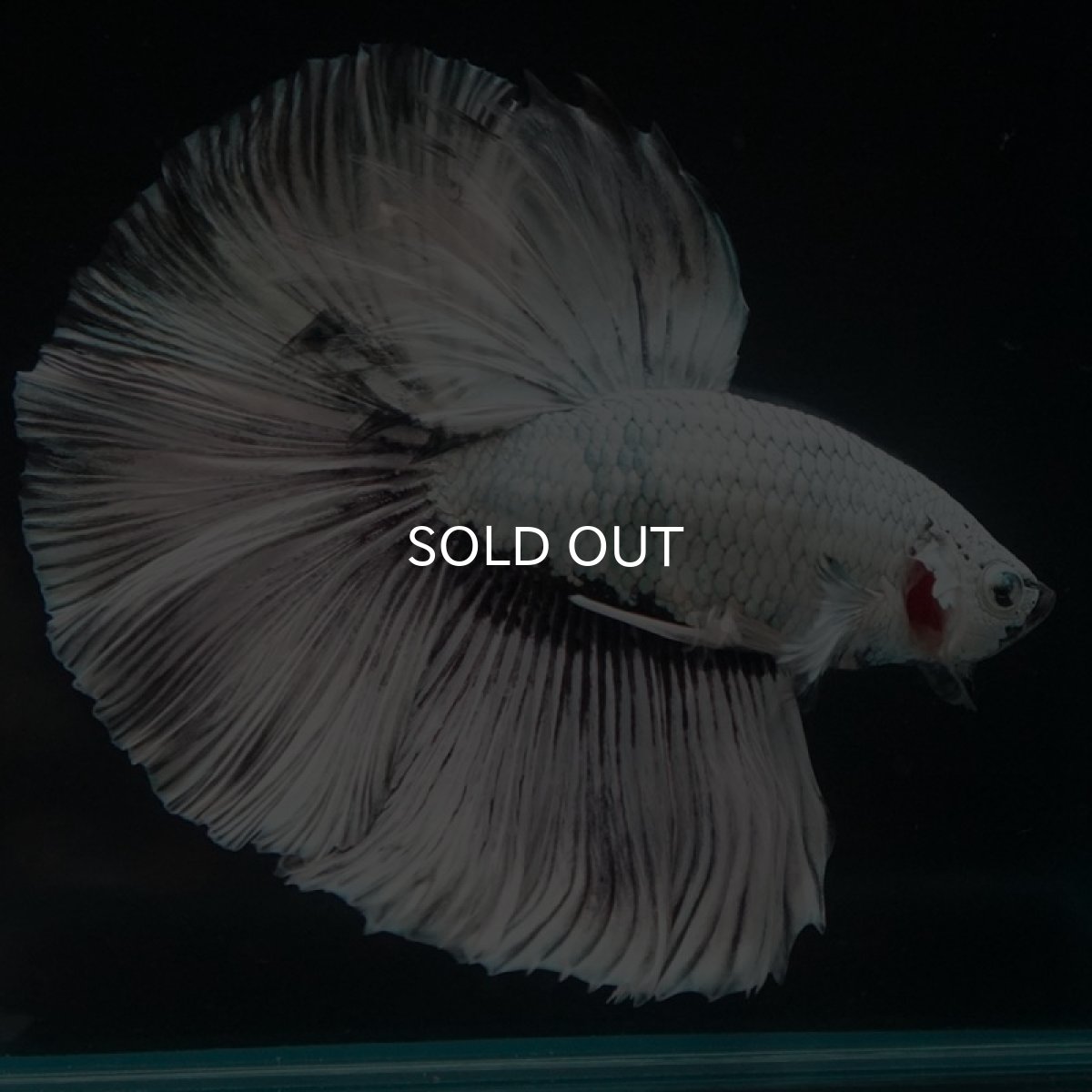 画像3: HM ホワイトファンシー (3)